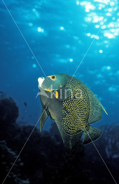 French Angelfish (Pomacanthus paru)