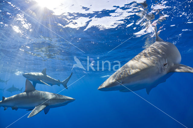 Galapagos shark (Carcharhinus galapagensis)