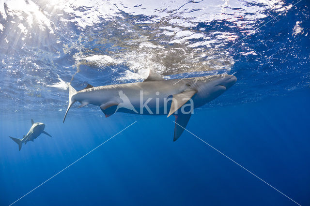 Galapagos shark (Carcharhinus galapagensis)