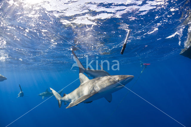 Galapagos shark (Carcharhinus galapagensis)