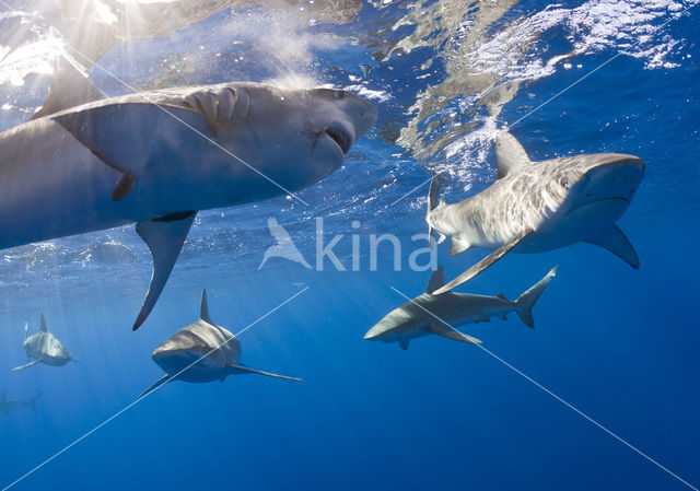 Galapagos shark (Carcharhinus galapagensis)