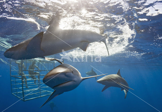 Galapagos shark (Carcharhinus galapagensis)