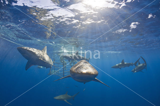 Galapagoshaai (Carcharhinus galapagensis)