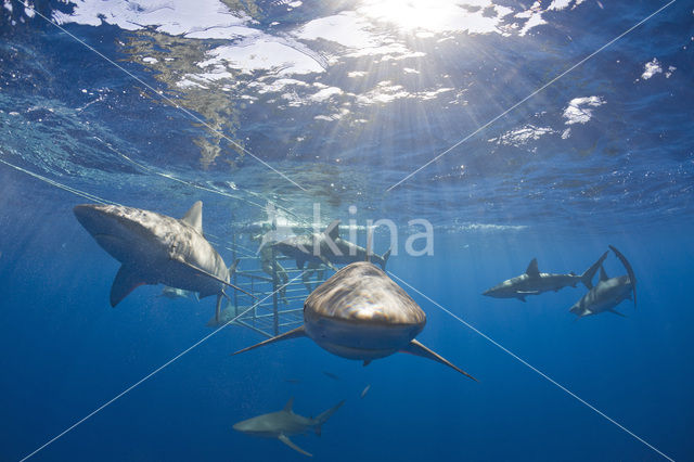 Galapagoshaai (Carcharhinus galapagensis)