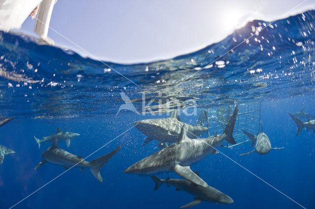 Galapagoshaai (Carcharhinus galapagensis)