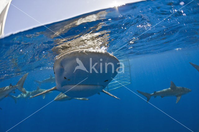 Galapagos shark (Carcharhinus galapagensis)