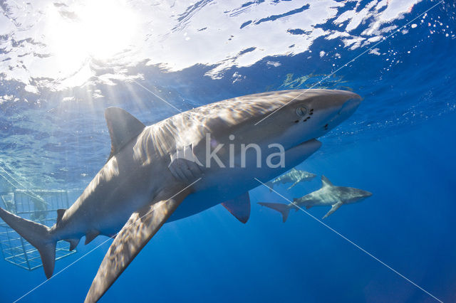 Galapagos shark (Carcharhinus galapagensis)