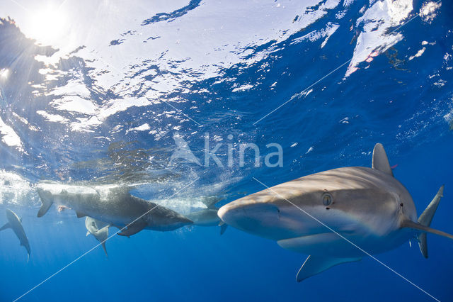Galapagoshaai (Carcharhinus galapagensis)