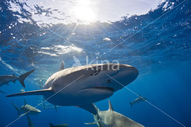 Galapagos shark (Carcharhinus galapagensis)