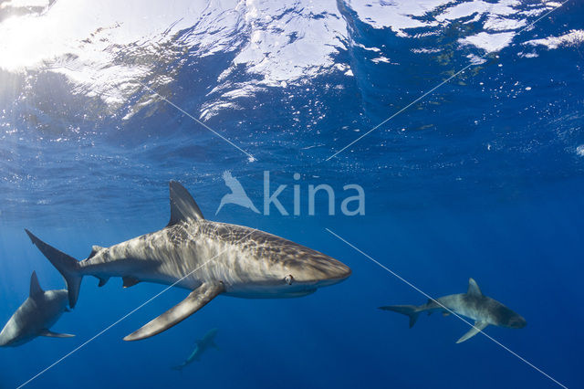 Galapagos shark (Carcharhinus galapagensis)