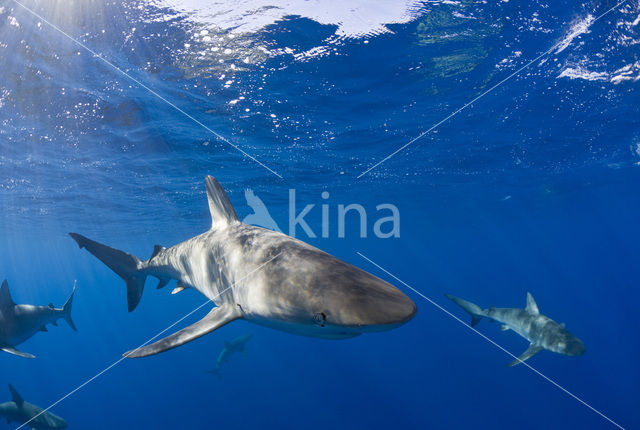 Galapagos shark (Carcharhinus galapagensis)