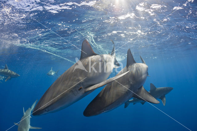 Galapagos shark (Carcharhinus galapagensis)