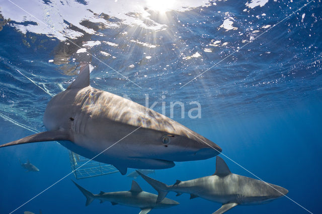 Galapagoshaai (Carcharhinus galapagensis)