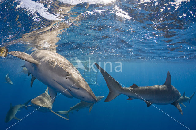 Galapagos shark (Carcharhinus galapagensis)