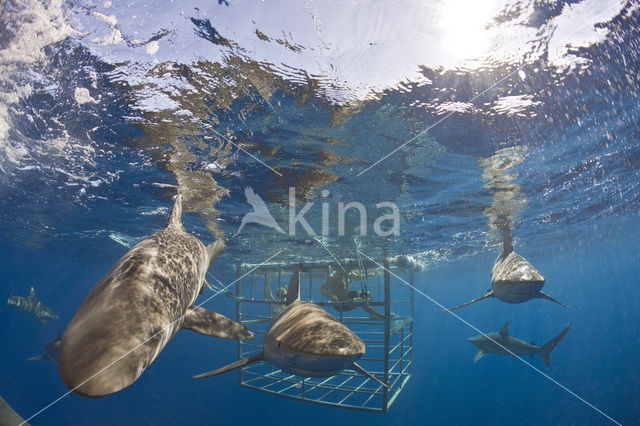 Galapagos shark (Carcharhinus galapagensis)