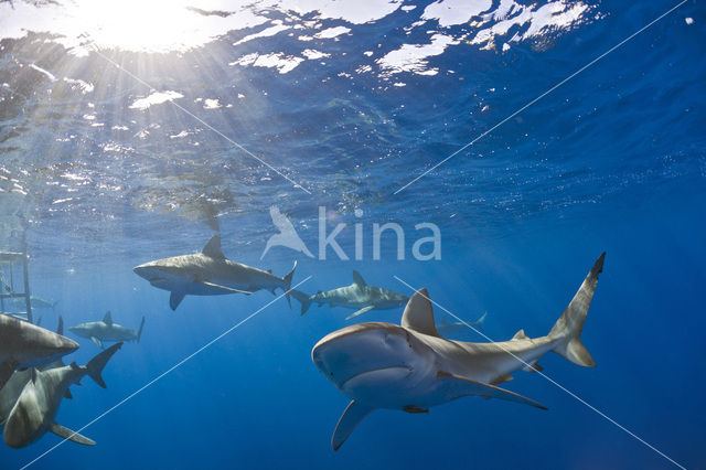 Galapagos shark (Carcharhinus galapagensis)