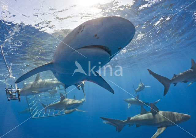 Galapagos shark (Carcharhinus galapagensis)