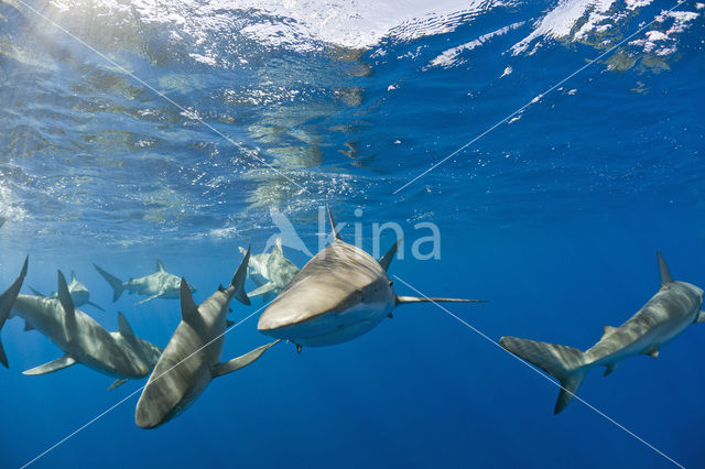 Galapagos shark (Carcharhinus galapagensis)