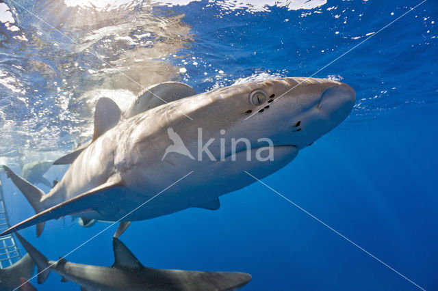 Galapagos shark (Carcharhinus galapagensis)