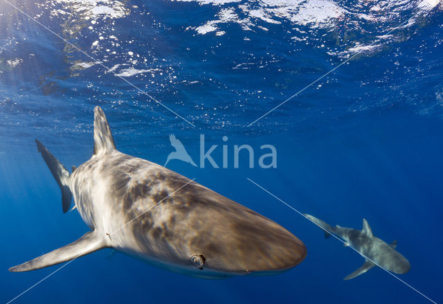 Galapagoshaai (Carcharhinus galapagensis)