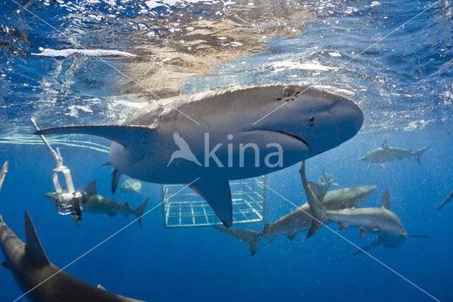 Galapagos shark (Carcharhinus galapagensis)