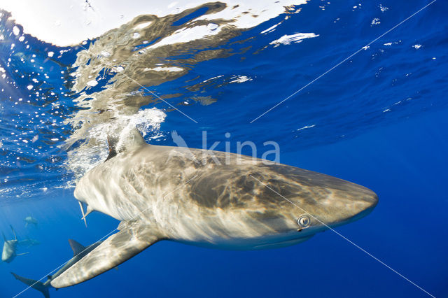 Galapagoshaai (Carcharhinus galapagensis)