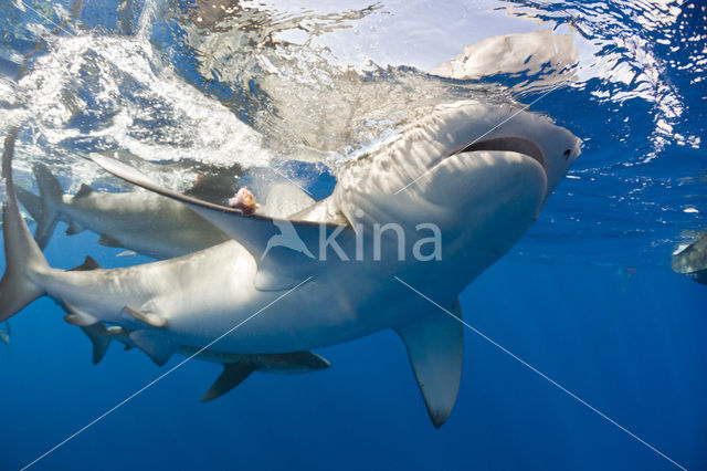 Galapagoshaai (Carcharhinus galapagensis)