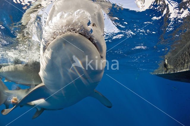 Galapagos shark (Carcharhinus galapagensis)