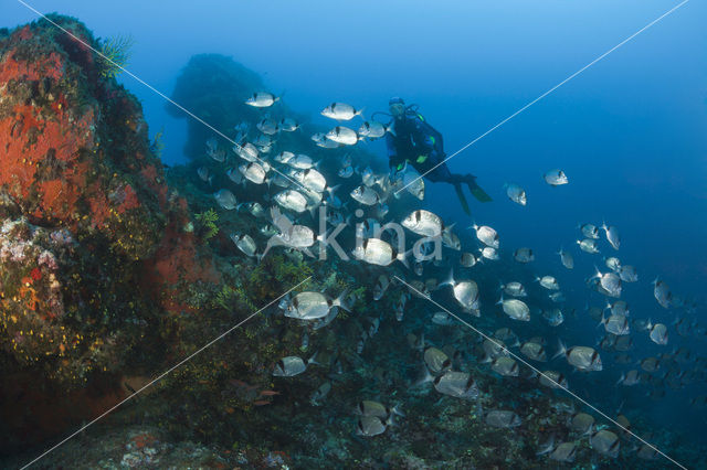 Geringde Zeebrasem (Diplodus vulgaris )