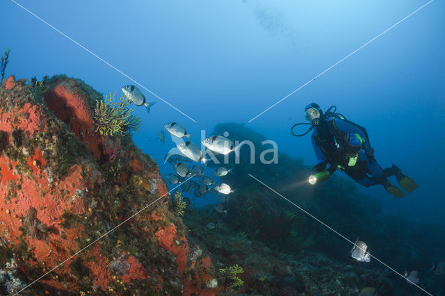 Common two-banded seabream (Diplodus vulgaris )