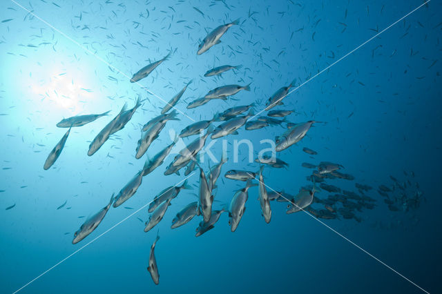Common two-banded seabream (Diplodus vulgaris )