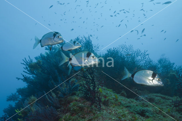 Geringde Zeebrasem (Diplodus vulgaris )