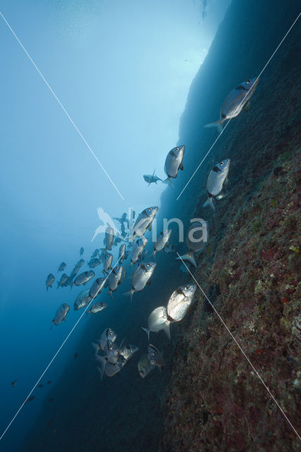 Geringde Zeebrasem (Diplodus vulgaris )