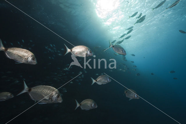 Common two-banded seabream (Diplodus vulgaris )