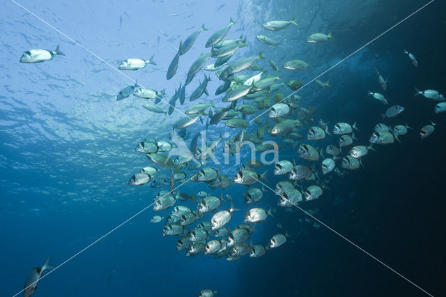 Common two-banded seabream (Diplodus vulgaris )