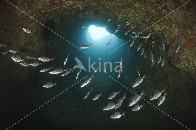 Common two-banded seabream (Diplodus vulgaris )