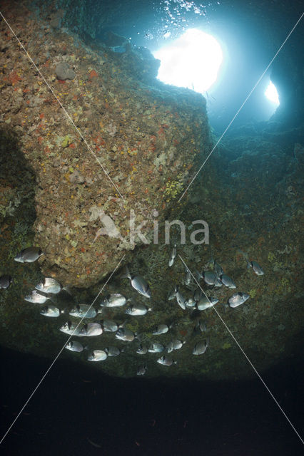 Geringde Zeebrasem (Diplodus vulgaris )