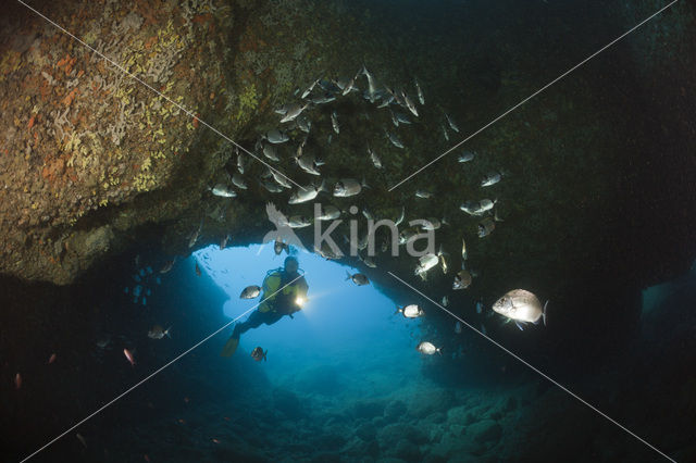 Common two-banded seabream (Diplodus vulgaris )