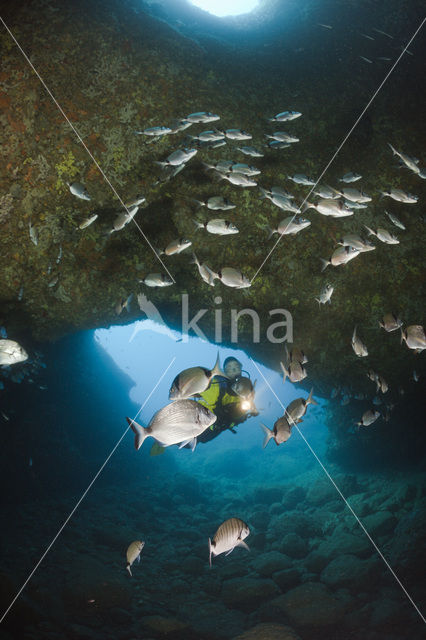 Common two-banded seabream (Diplodus vulgaris )