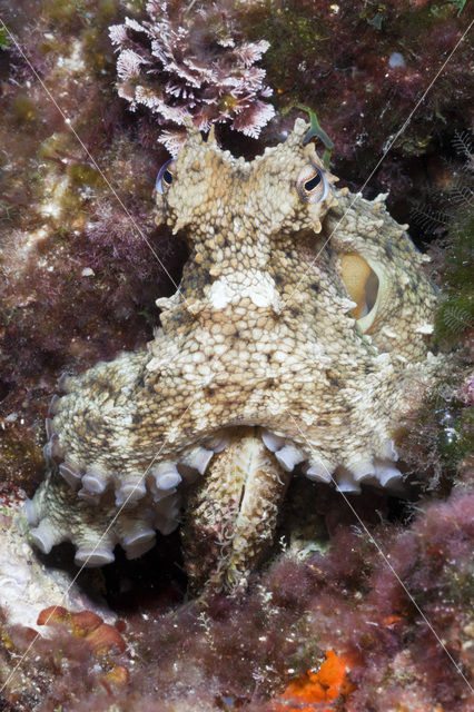 Common Octopus (Octopus vulgaris)