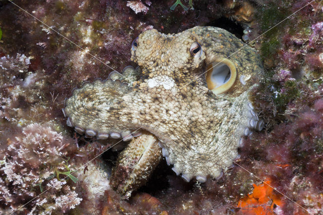 Common Octopus (Octopus vulgaris)