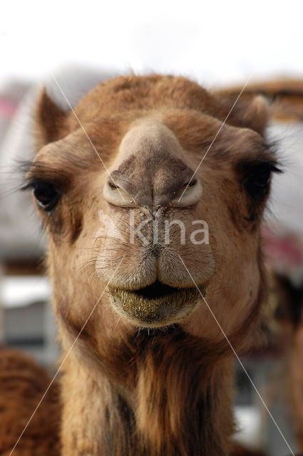 Bactrian Camel