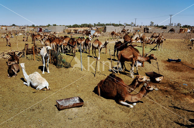 Bactrian Camel