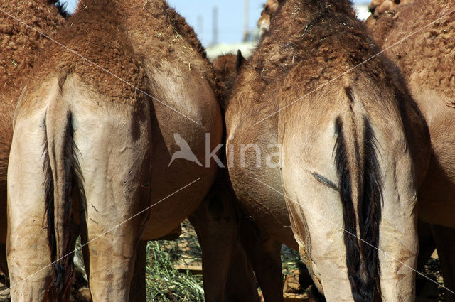 Gewone kameel (Camelus ferus)