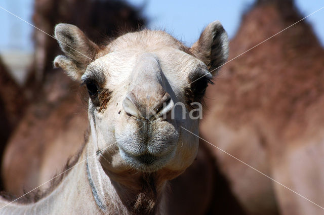 Gewone kameel (Camelus ferus)