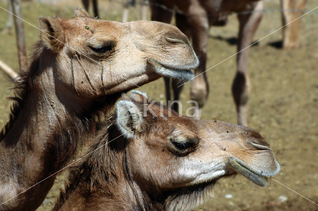 Bactrian Camel