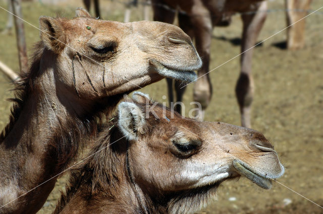 Gewone kameel (Camelus ferus)