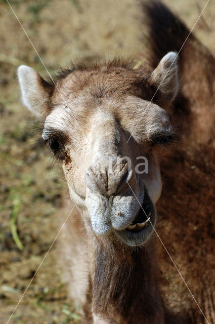Gewone kameel (Camelus ferus)