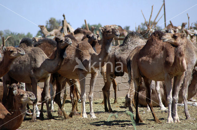 Gewone kameel (Camelus ferus)