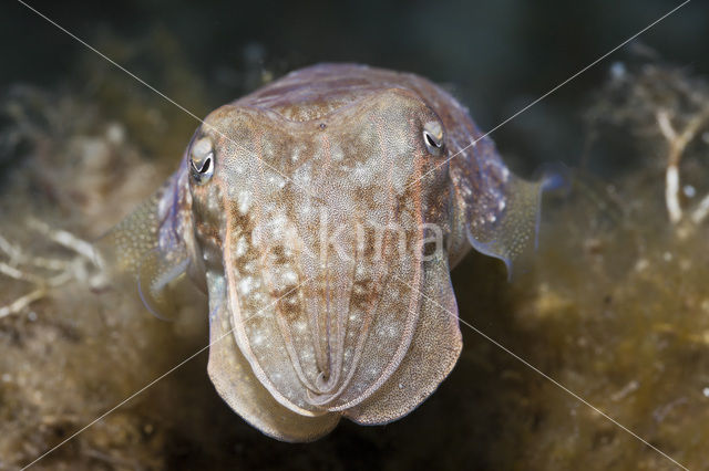 Common Cuttlefish (Sepia officinalis)
